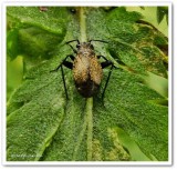 Plant bug <em>Orthocephalus saltator</em>