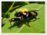 Robber fly (Laphria)