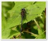 Racket-tailed emerald (<em>Dorocordulia libera</em>)