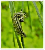 European pine sawfly (<em>Neodiprion sertifer</em>)