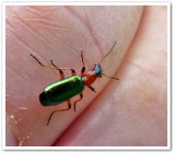 Ground beetle (<em>Calleida punctata</em>)