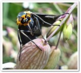 Virginia ctenucha moth (<em>Ctenucha virginica</em>) male, #8262