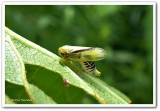 Leafhopper  (<em>Oncopsis variabilis</em>), female