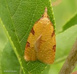 Chokecherry leafroller moth (<em>Cenopis directana</em>), #3722