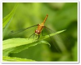 White-faced meadowhawk (<em>Sympetrum obtrusum</em>)