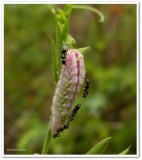 Silvery blue butterfly larva (Glaucopsyche lygdamus)