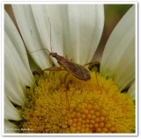 Damsel bug (<em>Nabis americoferus</em>)