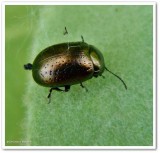 St. Johnswort beetle (<em>Chrysolina</em>)