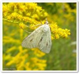 Carrot seed moth (Sitochroa palealis), #4986.1