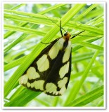 Lecontes haploa moth<em>Haploa lecontei</em>), #8111