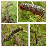 Spurge hawkmoth caterpillars (<em>Hyles euphorbiae</em>), #7892