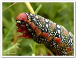 Spurge hawkmoth caterpillar (<em>Hyles euphorbiae</em>), #7892