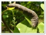 Lappet moth caterpillar (<em> Phyllodesma americana</em>), #7687