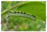 Snowberry Clearwing caterpillar (Hemaris diffinis), #7855