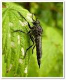 Robber fly (Asilidae)
