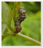 Eight spotted forester caterpillar  (<em>Alypia octomaculata</em>), #9314