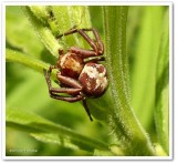 Ground crab spider (<em>Xysticus punctatus</em>)