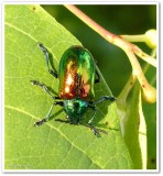 Dogbane Beetle   (<em>Chrysochus auratus</em>)