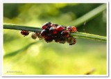 Predatory stinkbugs eggs and nymphs