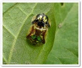 Mottled tortoise beetle (<em>Deloyala guttata</em>), mating  pair