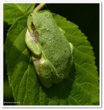 Grey treefrog (<em>Hyla versicolor</em>)