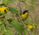 Common Yellowthroat, male