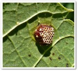 Assassin bug eggs (<em>Zelus</em>)