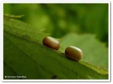 Polyphemus moth eggs (<em>Antheraea polyphemus</em>), #7757