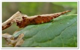 Rose hooktip caterpillar (<em>Oreta rosea</em>), #6255