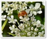 Tumbling flower beetle (Mordellidae) 