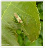 Assassin bug  (<em>Zelus</em> sp.) 