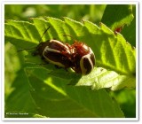 Calligrapha beetle (<em>Calligrapha bidenticola</em>)?