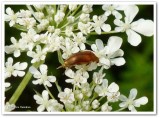 Tumbling flower beetle (Mordellidae)