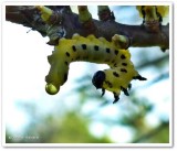 White Pine Sawfly larva (<em>Neodiprion pinetum</em>)