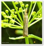 Topiary grass veneer  (<em>Chrysoteuchia topiaria</em>), #5391