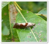 Boomerang eucosma (Eucosma similiana), #3116.1