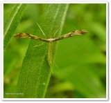Plume moth (Pterophoridae)