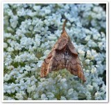 Dark-spotted palthis (Palthis angulalis), #8397