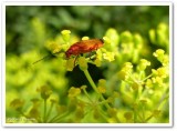 Soldier beetles (<em>Rhagonycha fulva</em>)