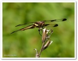 Twelve-spotted skimmer (<em>Libellula pulchella</em>)