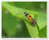 Linnaeus's Spangle-wing moth (Chrysoclista linneella), #1463