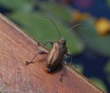 Aquatic leaf beetle (<em>Donacia</em> sp.)