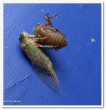 Cicada  (<em>Neotibicen canicularis</em>)