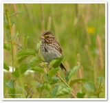 Savannah Sparrow