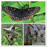 Baltimore checkerspots (<em>(Euphydryas phaeton</em>) 