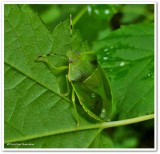 Large green stinkbug (<em>Chinavia hilaris</em>)