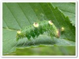 Ochre dagger moth caterpillar (<em>Acronicta morula</em>), #9236