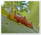 Morning glory prominent (<em>Schizura ipomoeae</em>), #8005