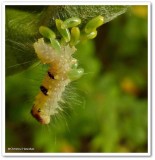 Ochre dagger moth caterpillar (<em>Acronicta morula</em>), #9236 with wasp cocoons