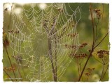 Orb weaving spider web